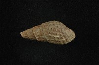藏品(瘤蜷)的圖片